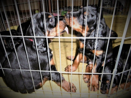 Gordonsetr � �t��ata k odb�ru