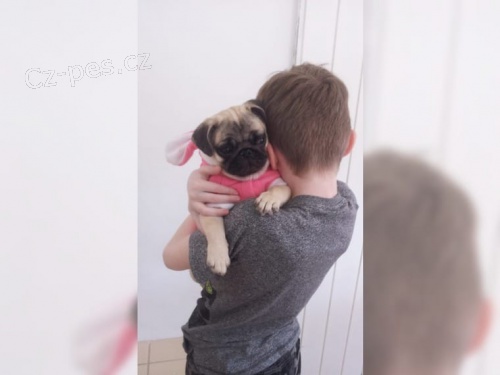 mops �t��ata k dispozici