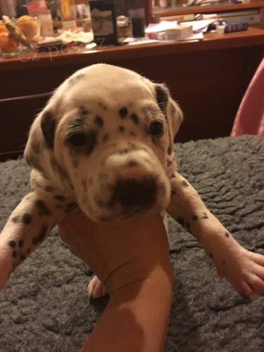 �t�n� Dalmatina s  PP