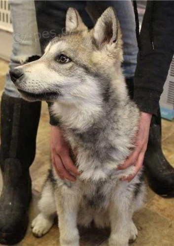 Hybrid Wolf �t��ata mu� a �ena