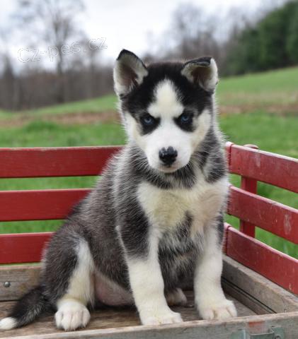 �t�n� �t�dr�ho sibi�sk�ho Husky