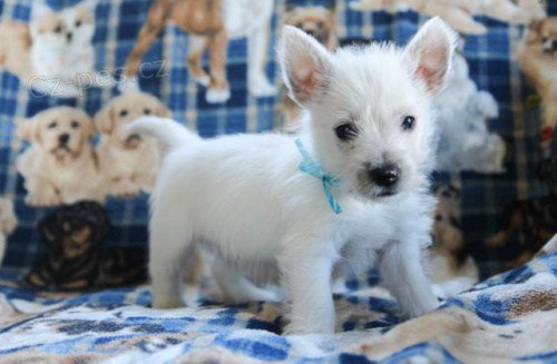 Miluj�c� West Highland White Terrier �t��ata