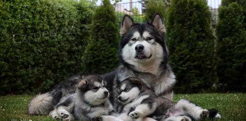 alja�sk� malamut �t��ata p�ipraveni j�t do nov�ch domov� zdarma