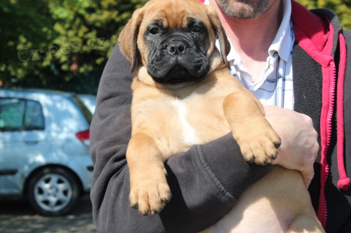 Jork��rsk� teri�r s PP