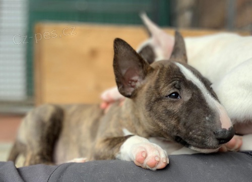 2 miniaturn� bulteri�r mu�sk�ho a �ensk�ho �t���tka k dispozici