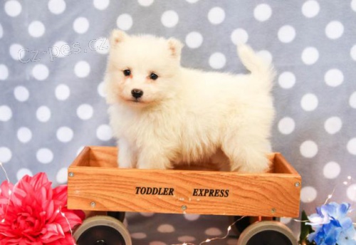 Samojed �t��ata K dispozici Pro p�ijet�