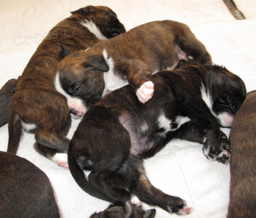 N�meck� boxer s PP