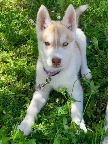 zdrav� �t���tka husky