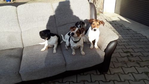 jack russell teri�r �t��ata k p�ijet�