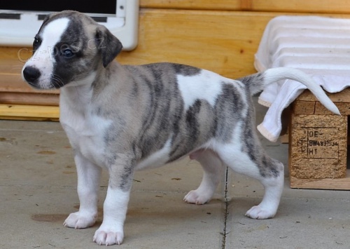 �t��ata vipet  k dispozici