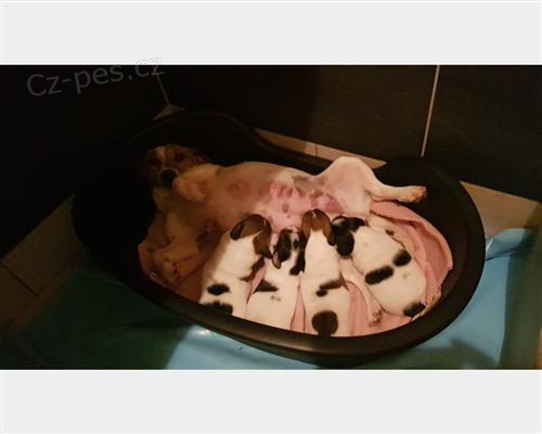 zdrav� �t���tka JACK RUSSELL TERRIER