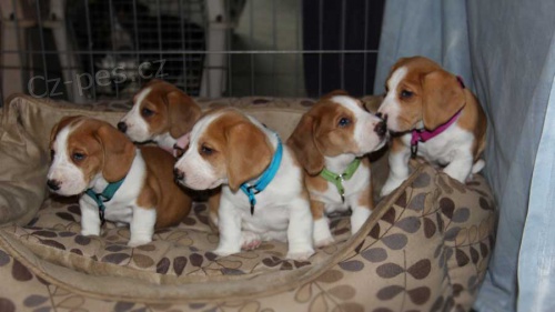 Dv� Roztomil� �t���tka Westf�lsk� Jezev��kovit� Honi� Pot�ebuj� Nov� Domovy.