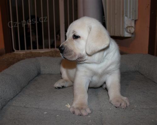 zdrav� �t���tka LABRADORSK� RETR�VR 