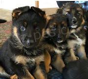 Vy�kolen� a registrovan� �t��ata n�meck�ho ov��ka