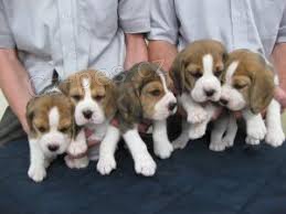 Kr�sn� �t���tka Beagle