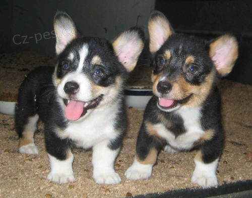 Dv� Roztomil� �t���tka Welsh Corgi Cardigan Pot�ebuj� Nov� Domovy.
