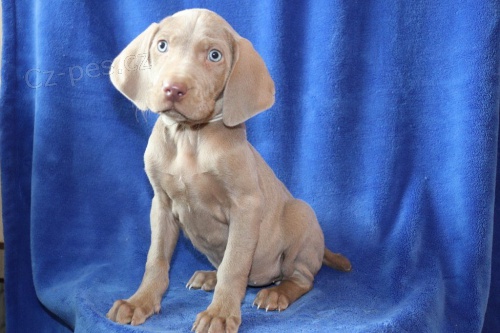 Dv� Roztomil� �t���tka V�marsk� Oha�c Pot�ebuj� Nov� Domovy.