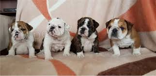 Registrovan� a vy�kolen� �t��ata anglick�ho buldo�ka