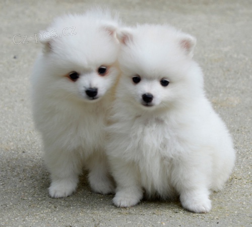 italsk� volpino �t��ata mu�sk� a �ensk� p�ipraven pro nov� domov