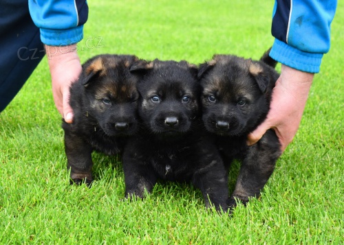 Prod�m �t��ata n�meck�ho ov��ka