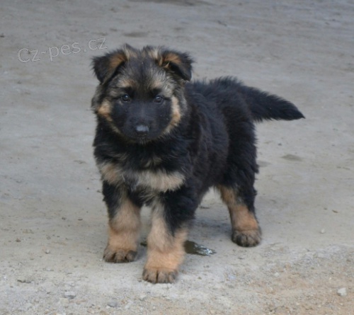 N�meck� ov��k �t��ata hledaj� dobr� domov