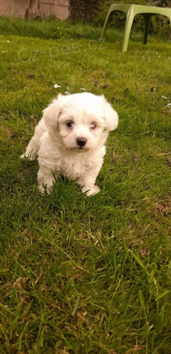 Prod�m �t���tka malt�z��k�