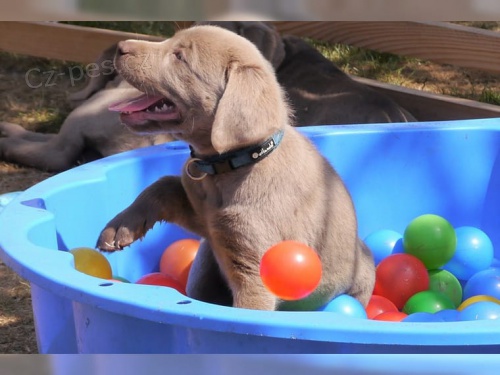 kr�sn� �t��ata labradora 12 t�dn� star� a o�kovan�