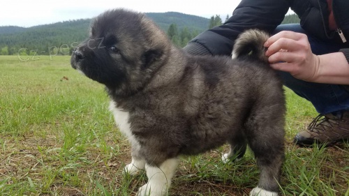 kavkazsk� ov��k �t��ata hledaj� nov� domy