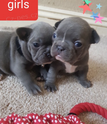 Zdrav� freanch bulldog �t��ata pro p�ijet�.