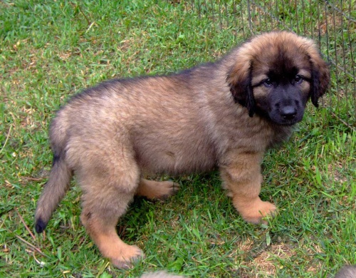 roztomil� a roztomil� �t���tka leonberger k dispozici