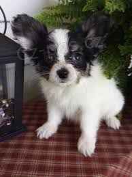 dostat �t��ata papillon za dobr� a dostupn� ceny