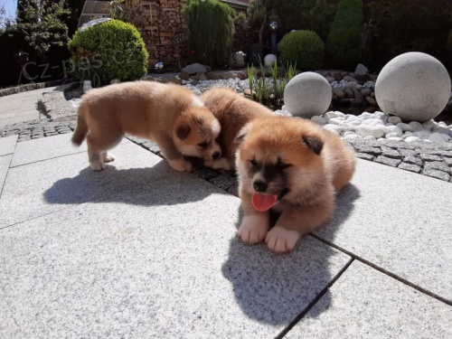 roztomil� akita �t��ata pro nov� domovy. pros�m, kontaktujte n�s pro v�ce informac� a obr�zk� d�ky