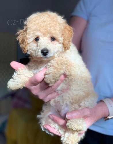 Mini hra�ka pudl �t��ata