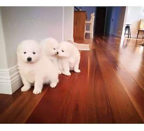 Samojed �t��ata