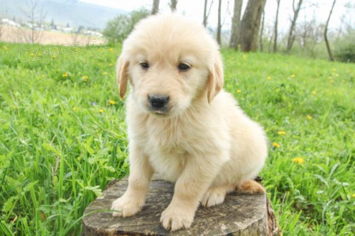 Rodina zvedl �t��ata zlat�ho retr�vra