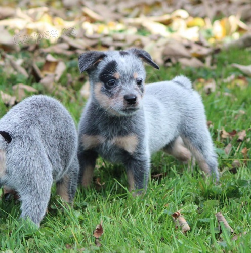  zdrav� �t���tka Australsk� hon�ck�