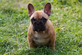 ohromuj�c� francouzsk� �t���tka p�ipravena j�t