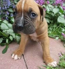 roztomil� �t���tka pro nov� domov