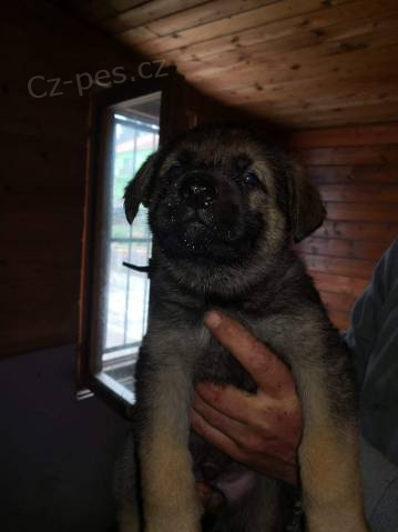 Prod�m �t��ata NO s PP