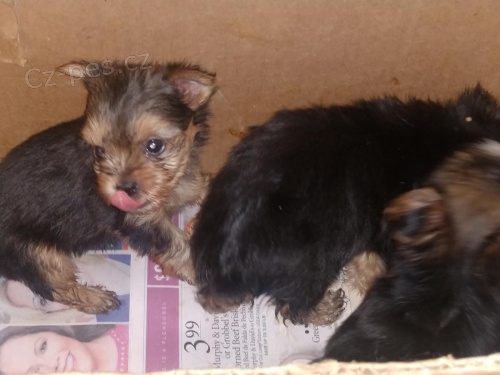 ��asn� drobn� 😍 yorkie ��lek �t��ata