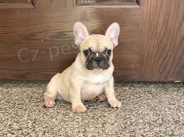 m�me p�ipraven� kr�sn� �t���tka