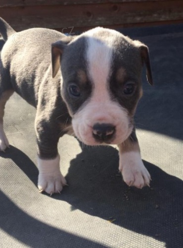 roztomil� americk� buldok �t��ata p�ipravena pro jejich nov� domov