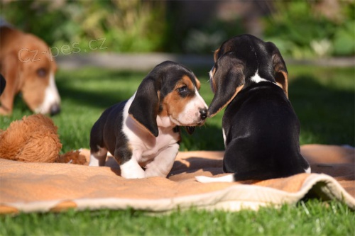  zdrav� �t��ata Basset Hound