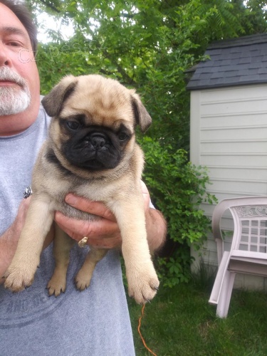 12 t�dn� star� mops �t��ata mu�sk� a �ensk� �t��ata na z�b�ry a od�erven�