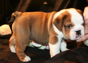 kr�sn� �t���tka pot�ebuj� dobr� domov