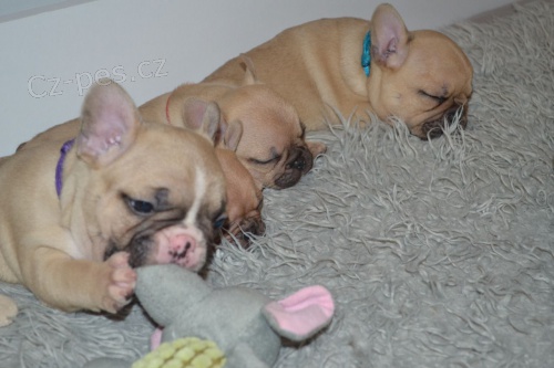 kr�sn� �t���tka francouzsk�ho buldo�ka pot�ebuj� dobr� domov