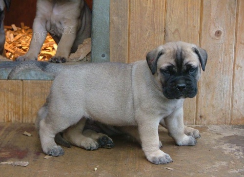  �t��ata bullmastiff pot�ebuj� dobr� domov