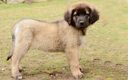 �t��ata leonberger pot�ebuj� dobr� domov