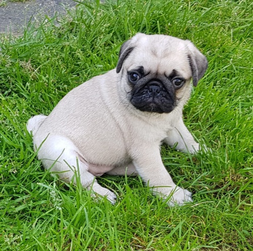 zdrav� �t��ata mopy