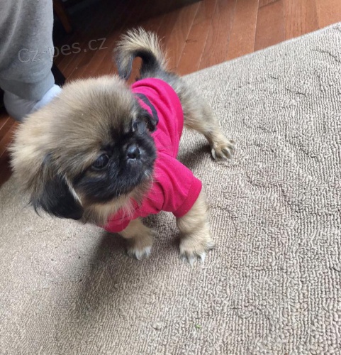 Kr�sn� pekingese �t��ata pro p�ijet� Mus�m se vr�tit dom� sv�ho chlapce a d�vky pekingese Oba jsou dob�e socializovan� na ko�ky, jin� psy a d�ti